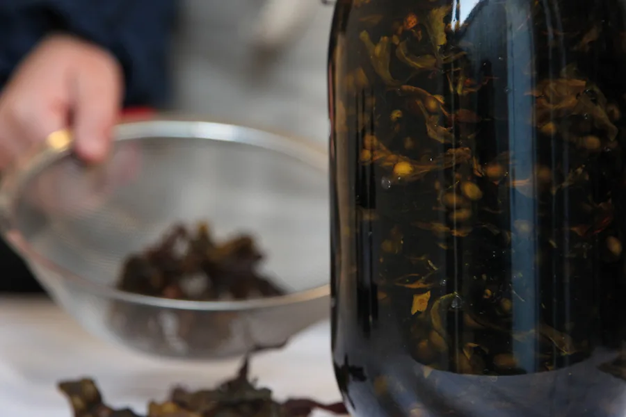 phoenix and providence seaweed in skincare