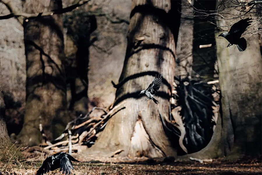 Christopher Sweet photography art interview with estila